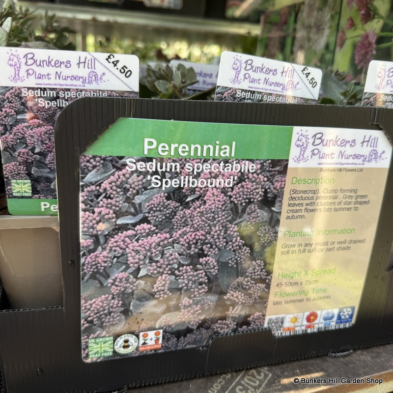 Sedum 'Spellbound' 1ltr