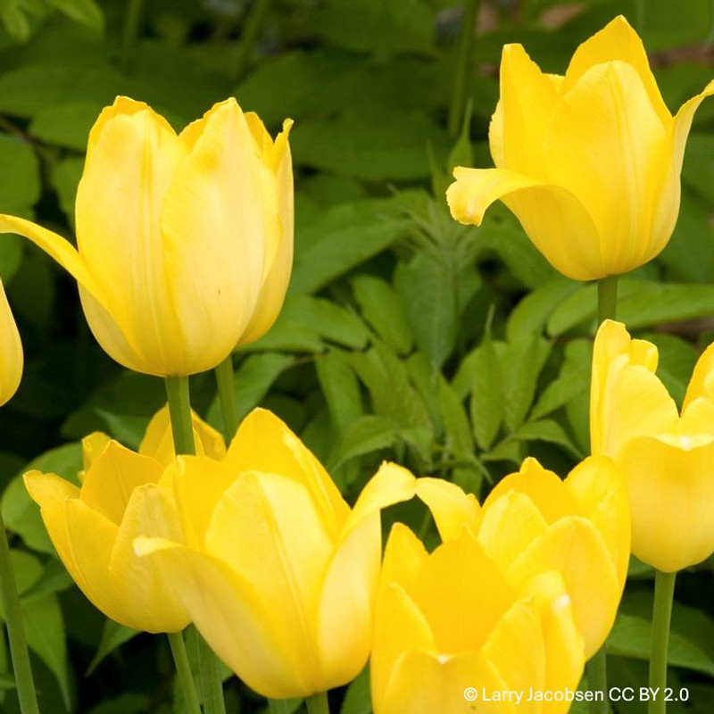 Tulip 'Kikomachi' - BULK 100 or 250 bulbs