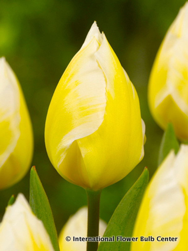 Tulip 'Sweetheart' - BULK 100 or 250 bulbs Tulip 'Sweetheart' - BULK 100 or 250 bulbs