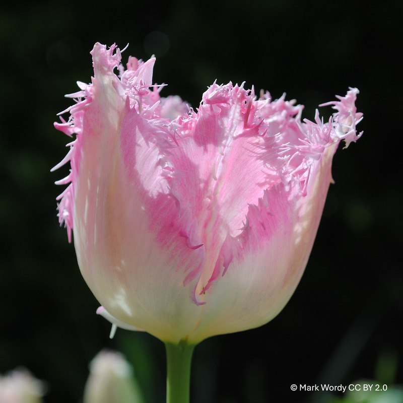 Tulip 'Lingerie' - BULK 100 or 250 bulbs