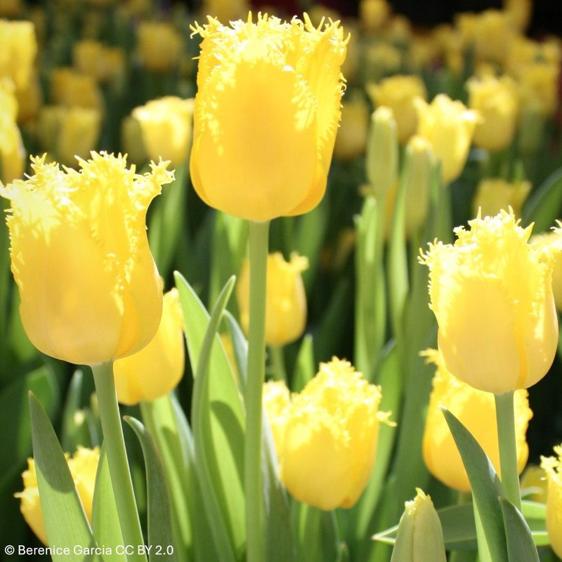 Tulip 'Maja' - BULK 100 or 250 bulbs