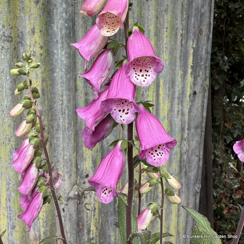 Digitalis (Foxglove) 'Pink Panther'
