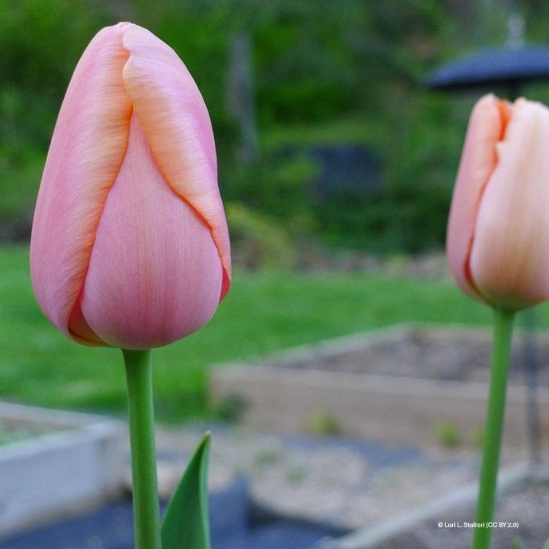 Tulip 'Salmon Impression'  (Darwin Hybrid) - PACK of 10 premium size bulbs