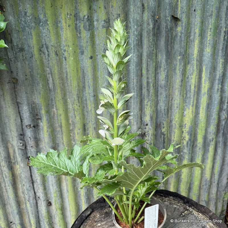 Acanthus mollis 'Rue Ledan' 2ltr