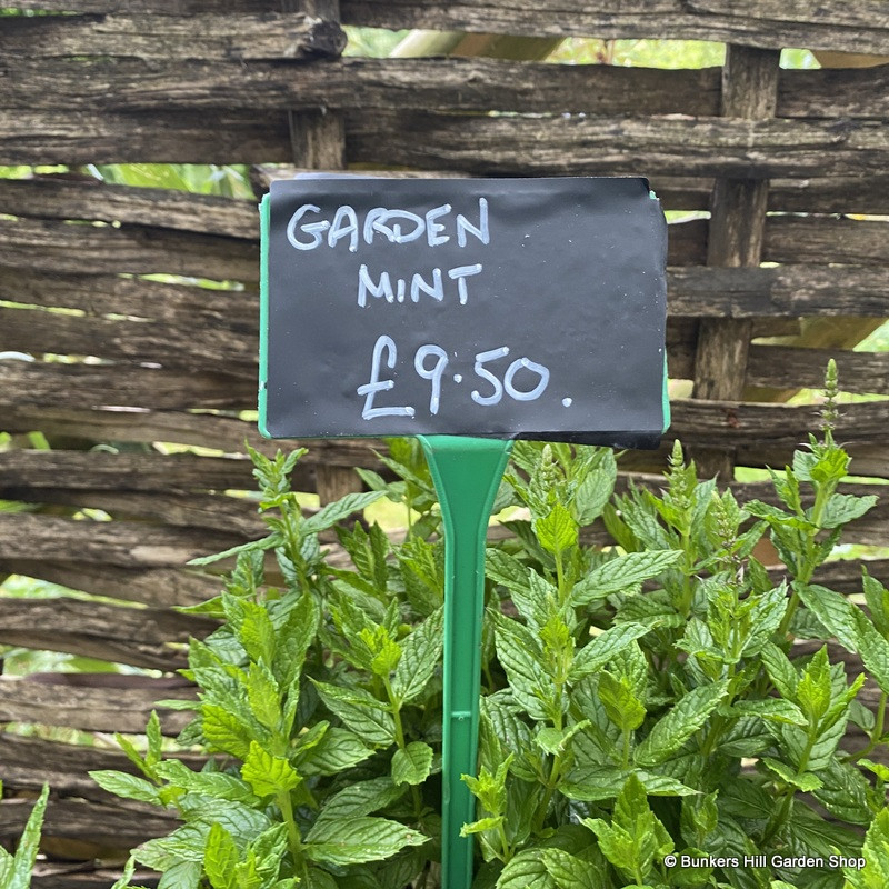 Garden Mint