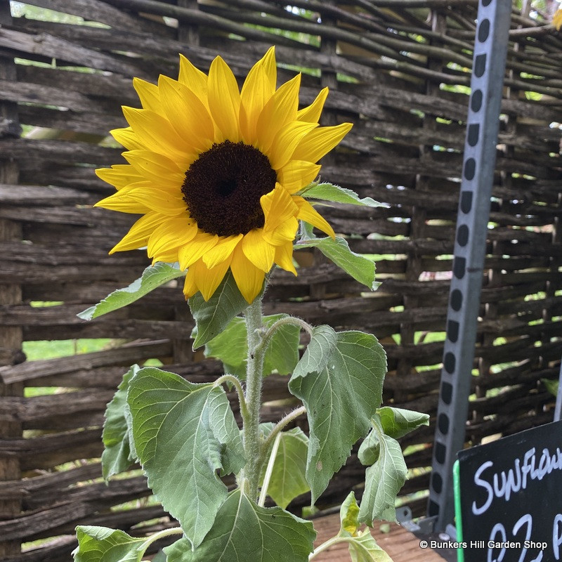 Sunflower - OFFER
