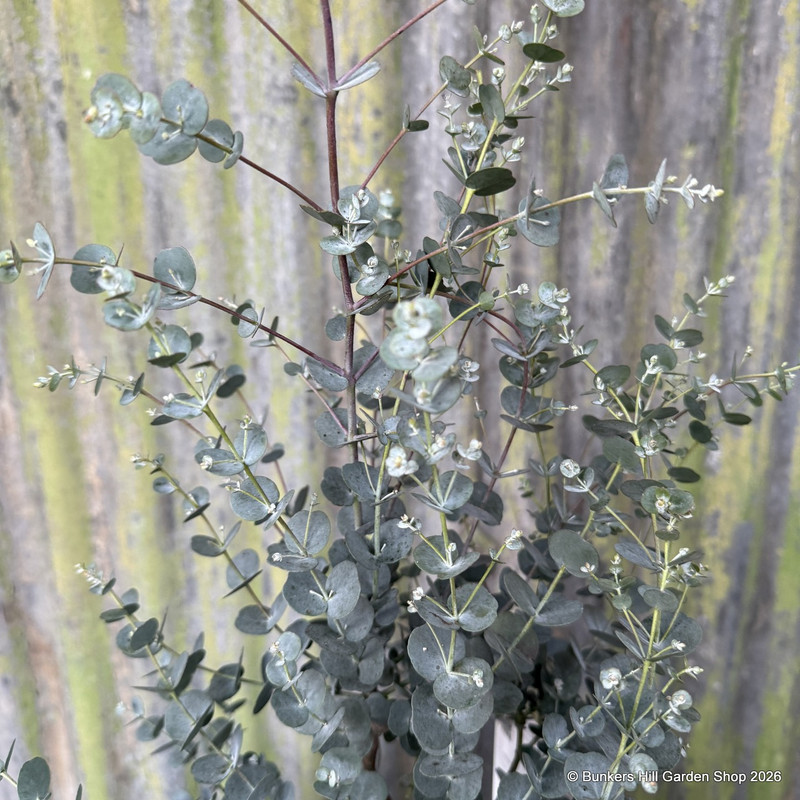 Eucalyptus Silverana 3L