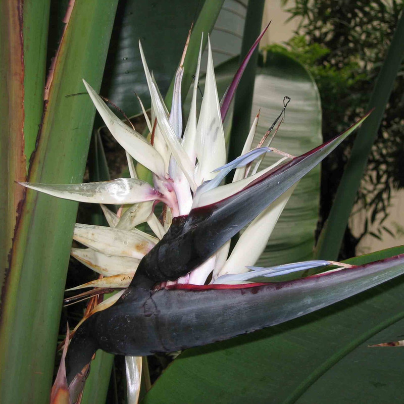 Strelitizia nicolai (white bird of paradise) 3L