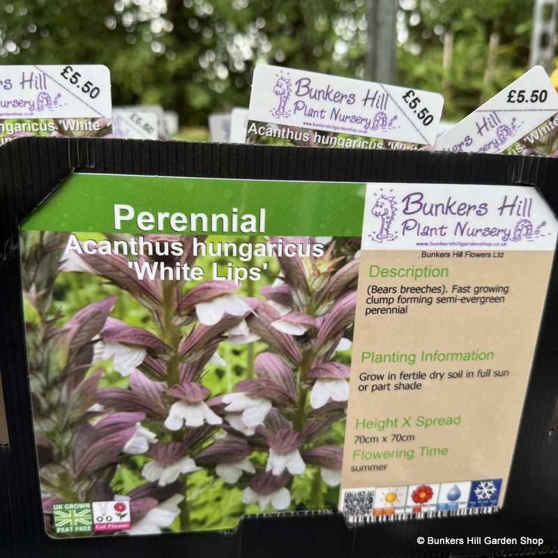 Acanthus hungaricus 'White Lips'-1L