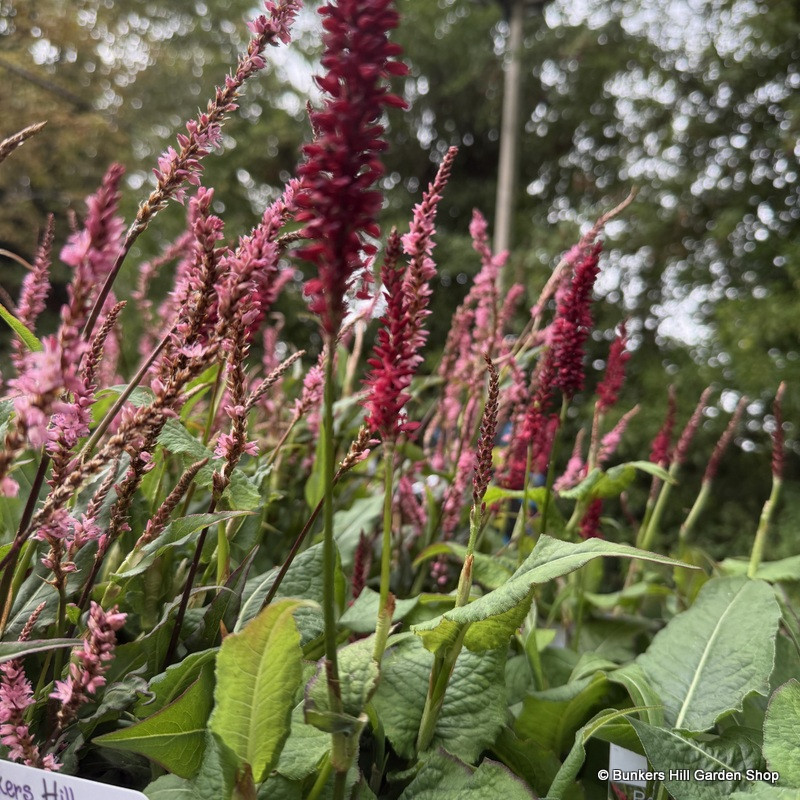 Persicaria amplexicaule 'Bonfire'-3L
