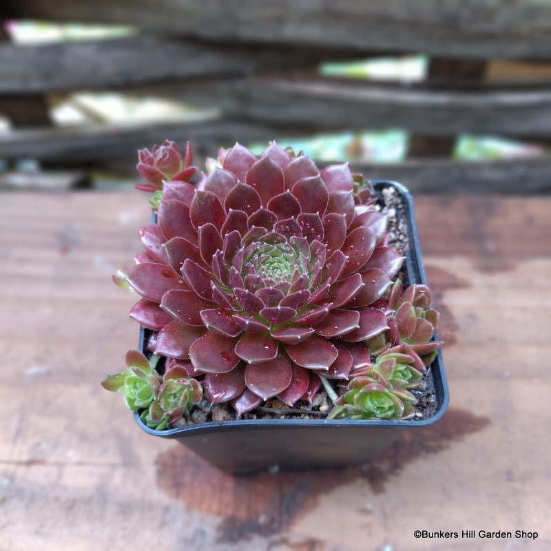 Sempervivum 'Coral Red'