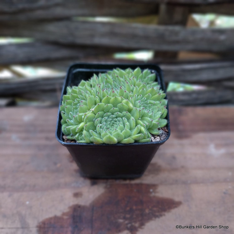 Sempervivum pittonii