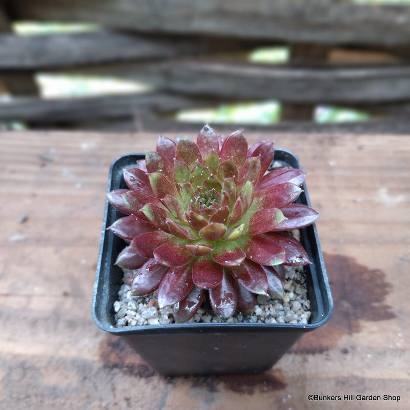 Sempervivum 'Loud Red'