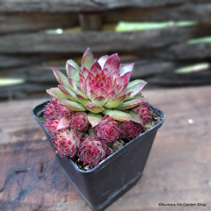 Sempervivum 'Pineapple Paradise'