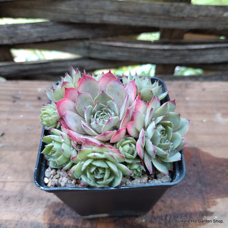 Sempervivum 'Jungle Shadow'