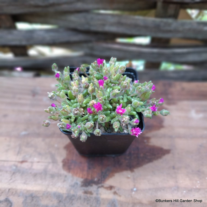 Drosanthemum hispidum
