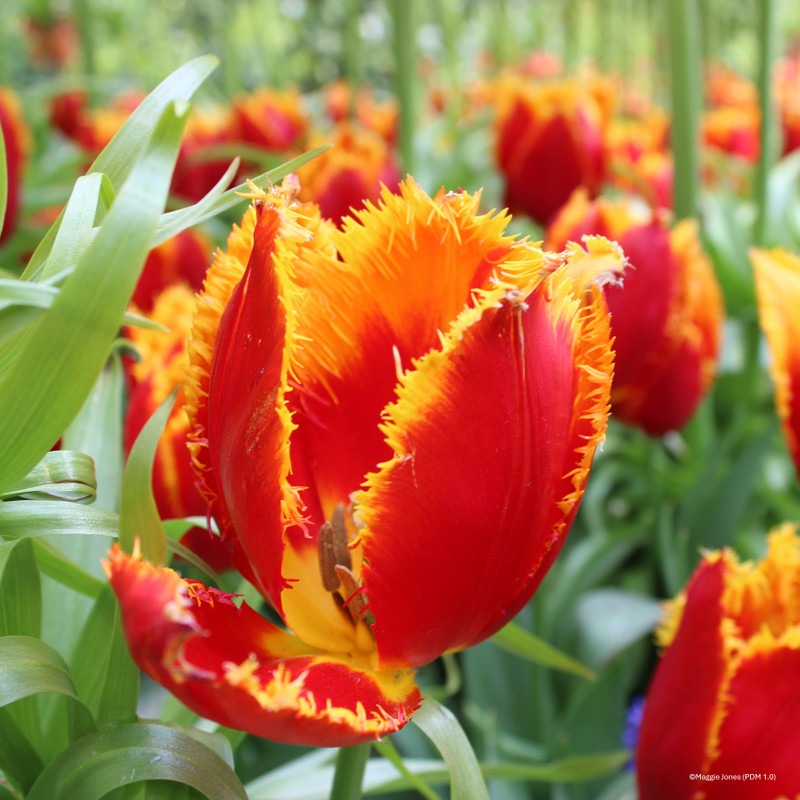 Tulip 'Bastia' (Fringed) - PACK of 10 premium size bulbs