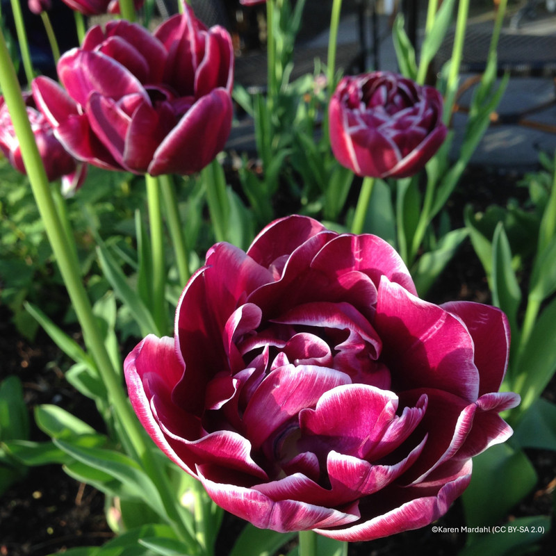 Tulip 'Nightwatch' (Double Early) - PACK of 10 premium size bulbs