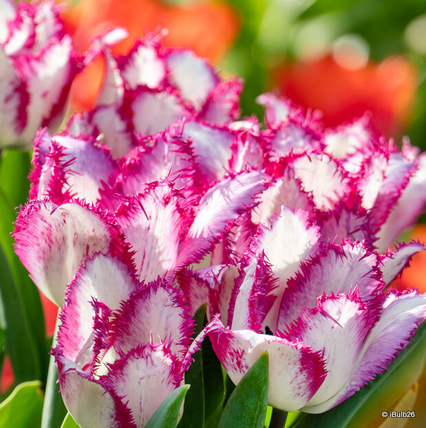 Tulip 'Passion Play' (Fringed) - PACK of 10 premium size bulbs