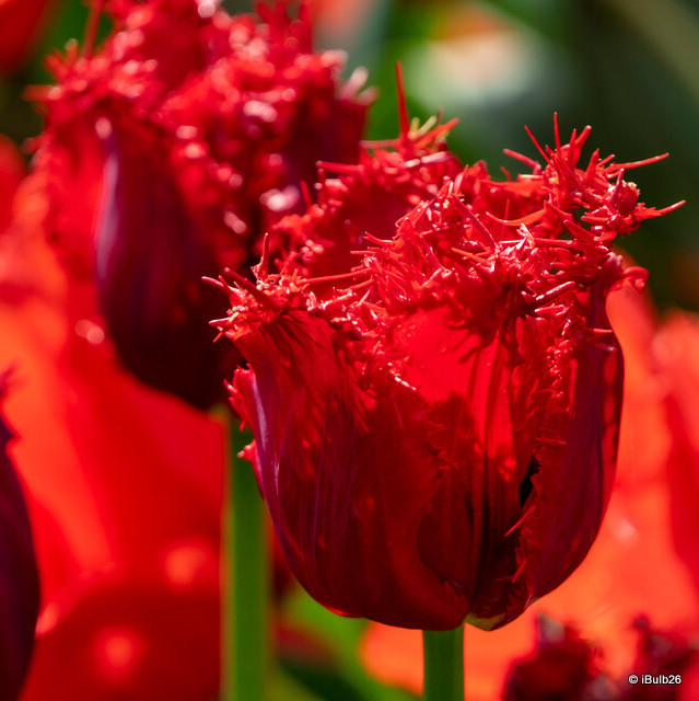 Tulip 'Qatar' (Double Fringed) - PACK of 10 premium size bulbs