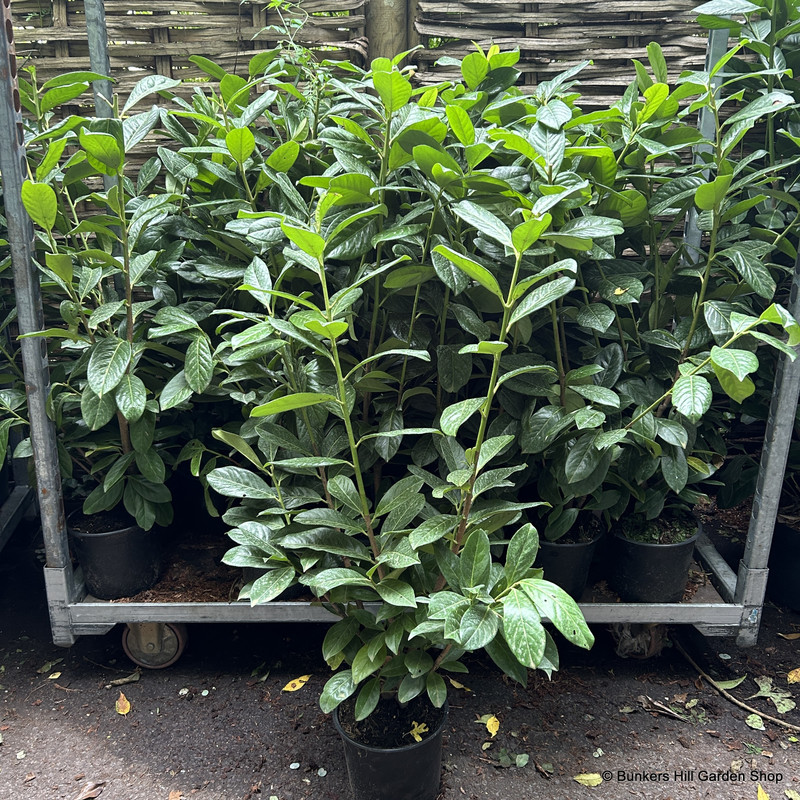 Prunus laur. 'Novita' 175cm