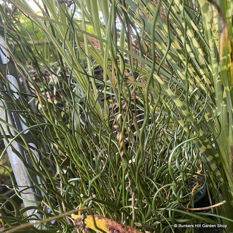 Grasses - mixed varieties
