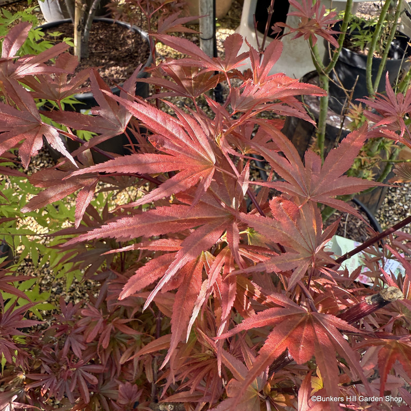 Acer 'Shaina' 20L