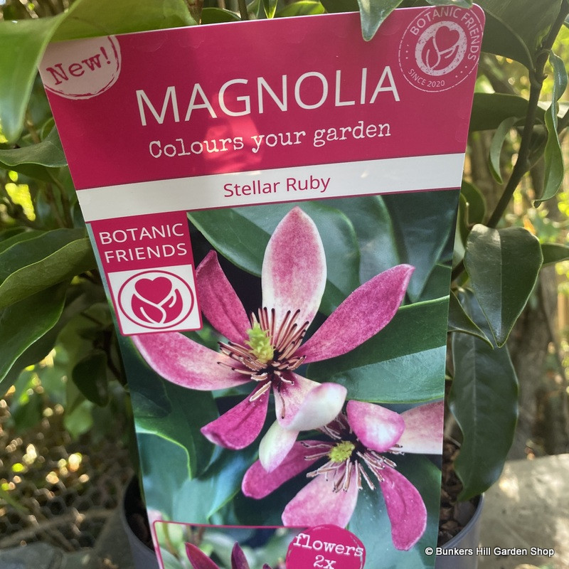 Magnolia 'Stellar Ruby'