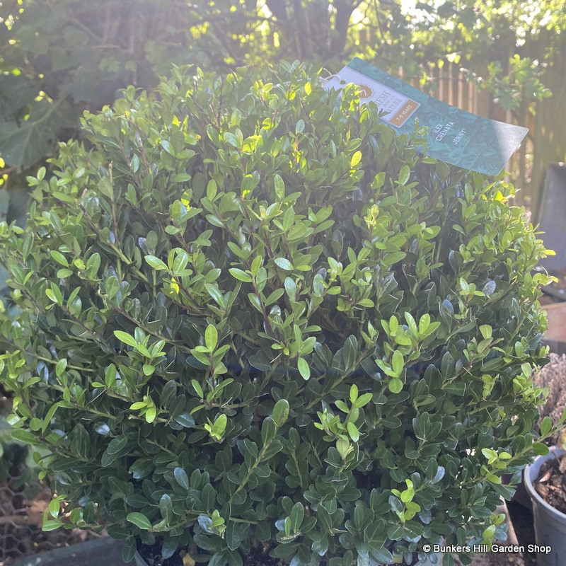 Ilex crenata 'Jenny' 40cm Ball