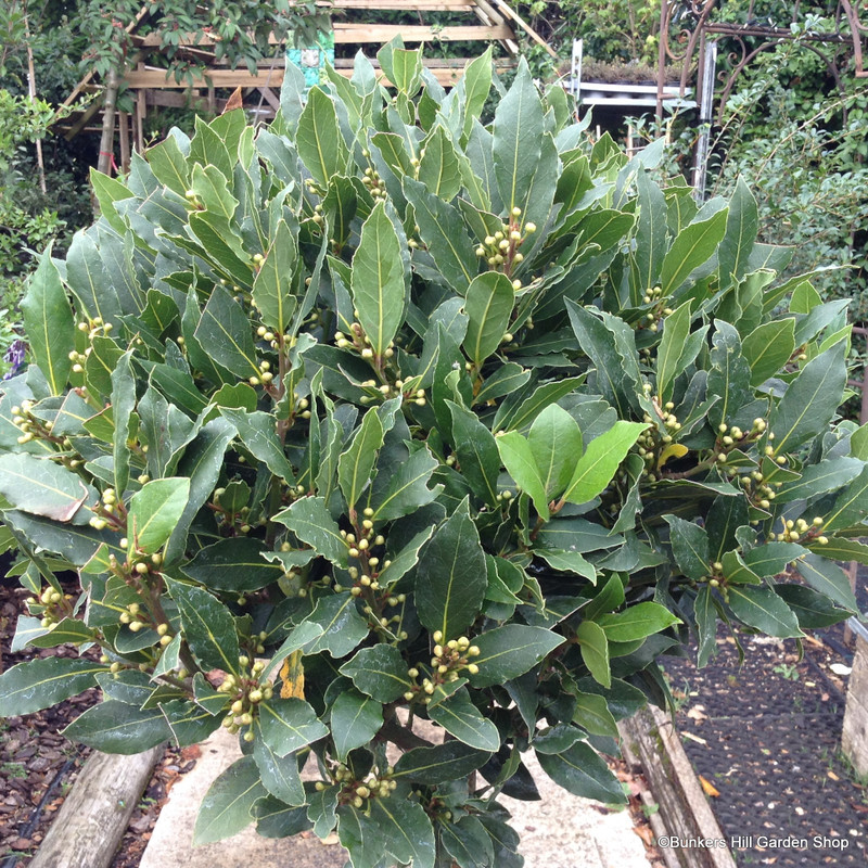 Bay Lollipop (Laurus Nobilis) 4/4 Std (45-50cm Head)
