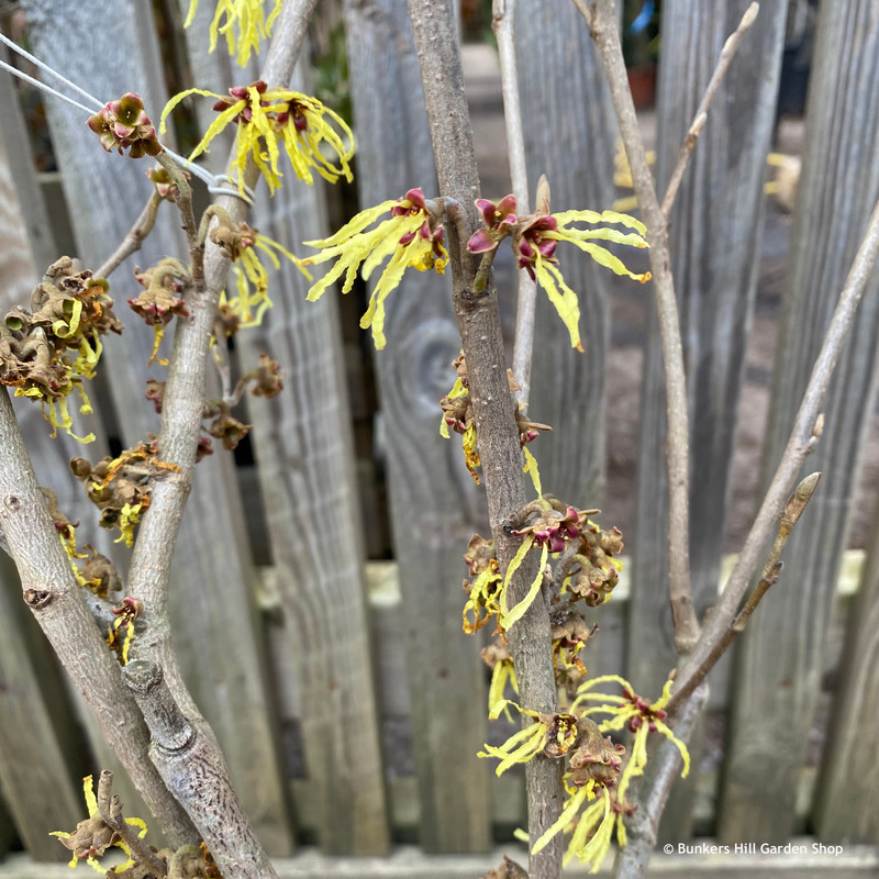 Hamamelis ‘Westerstede’ 3ltr