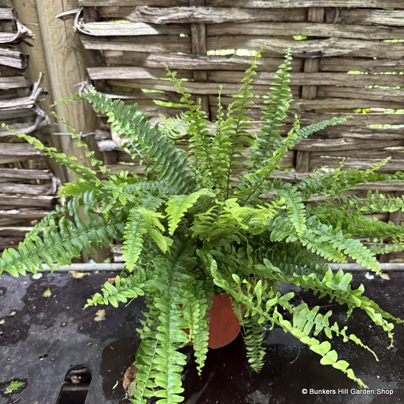 Nephrolepsis - Indoor Fern