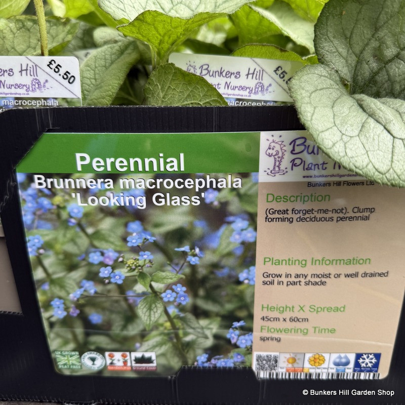 Brunnera macrocephala 'Looking Glass'-1L