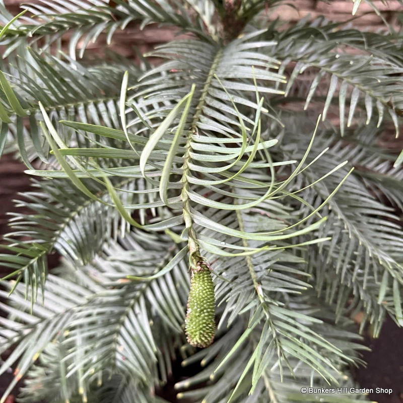 Wollemi pine (3ft) 12L RARE