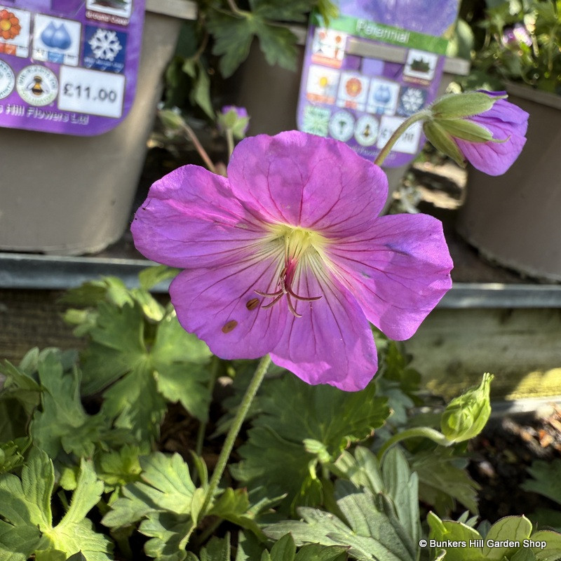 Geranium 'Azure rush' 2L