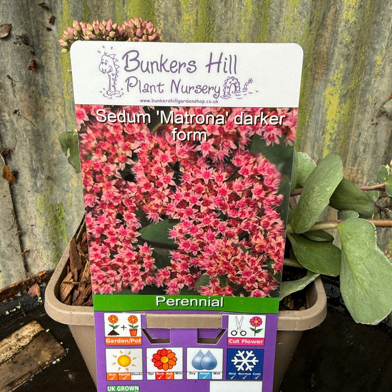 Sedum 'Matrona' darker form-3L