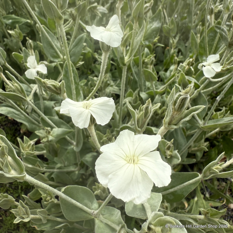 Lychnis coronaria 'Alba' (Rose Campion) 5L