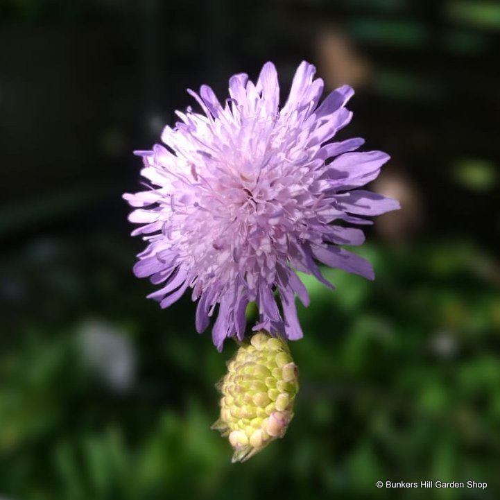 Knautia arvensis 5L