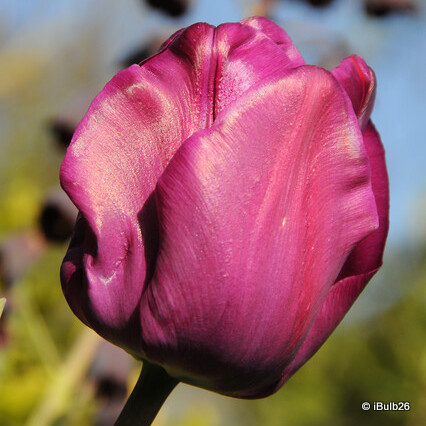 Tulip 'Blue Diamond' (Double) - PACK of 10 premium size bulbs