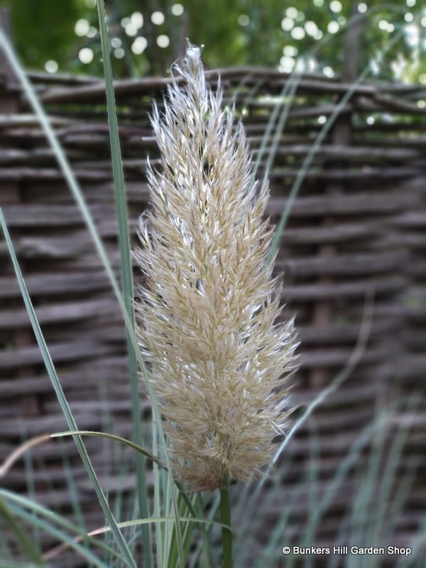 Cortaderia 'Mini Gold' 4L