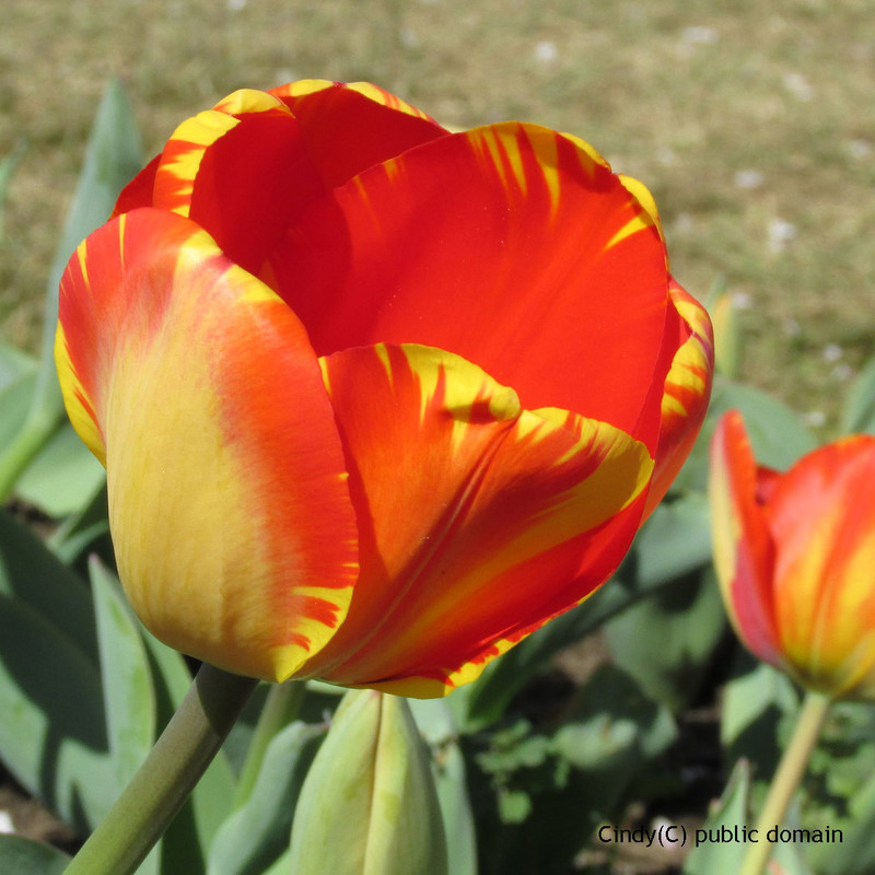 Tulip 'Banja Luka' - 50 bulbs