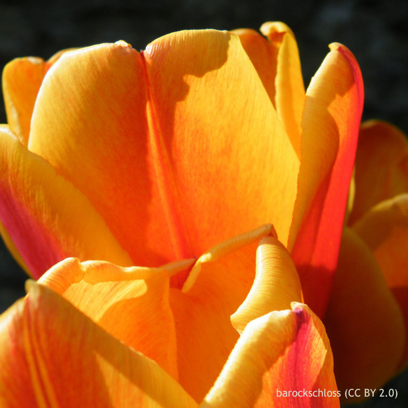 Tulip 'Beauty of Apeldoorn' - Bag of 50 bulbs