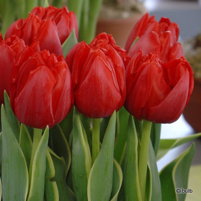 Tulip 'Kingsblood' - Bag of 50 bulbs