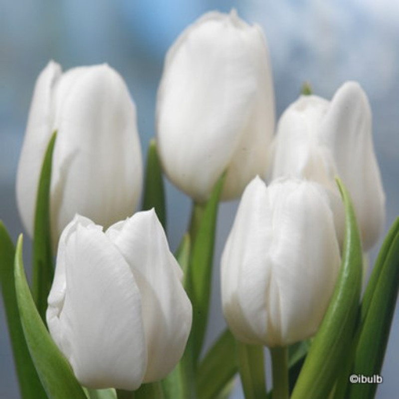 Tulip 'White Flag' - Bag of 50 bulbs Tulip 'White Flag' - Bag of 50 bulbs