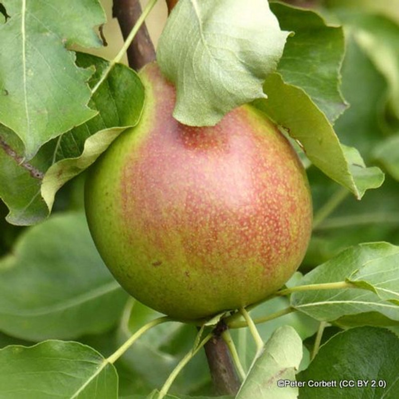 Pear 2/3yr 'Clapp's Favourite' (Quince A rootstock) Pear 2/3yr 'Clapp's Favourite' (Quince A rootstock)