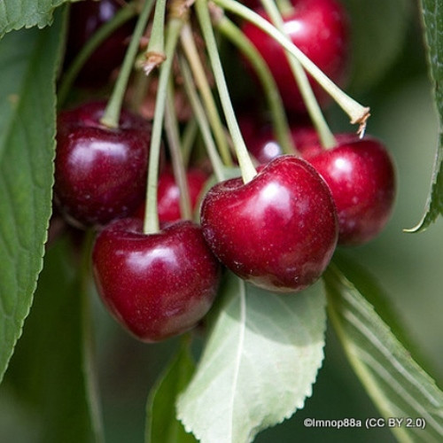 Cherry 'Sweetheart' Fan-trained 2yr tree on Colt rootstock