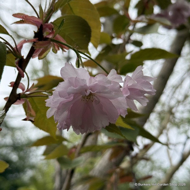 Prunus 'Kanzan' - Ornamental cherry POTTED