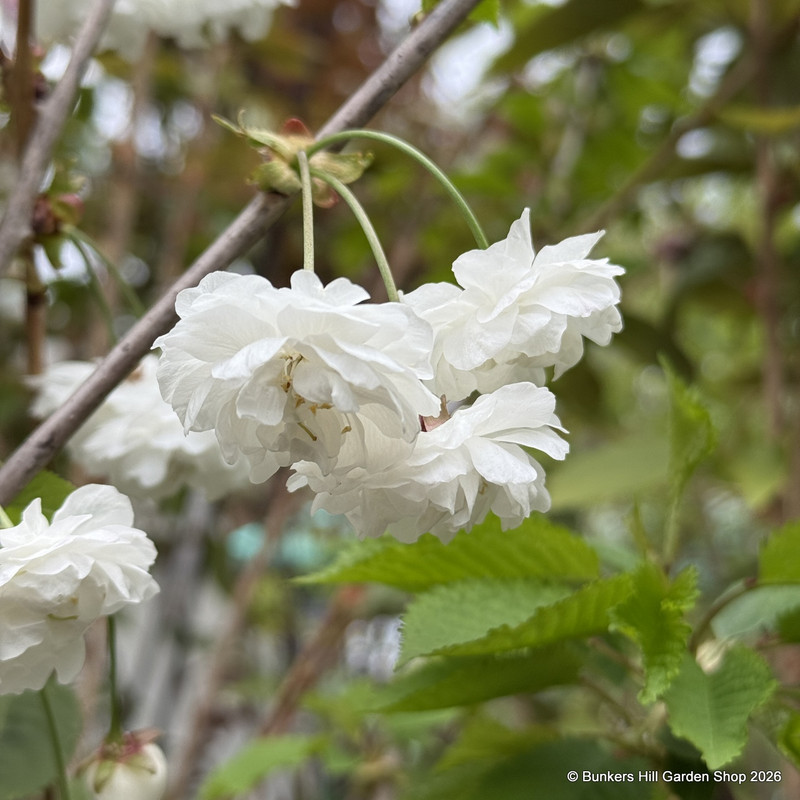Prunus avium 'Flore Plena' (Flowering Cherry) POTTED