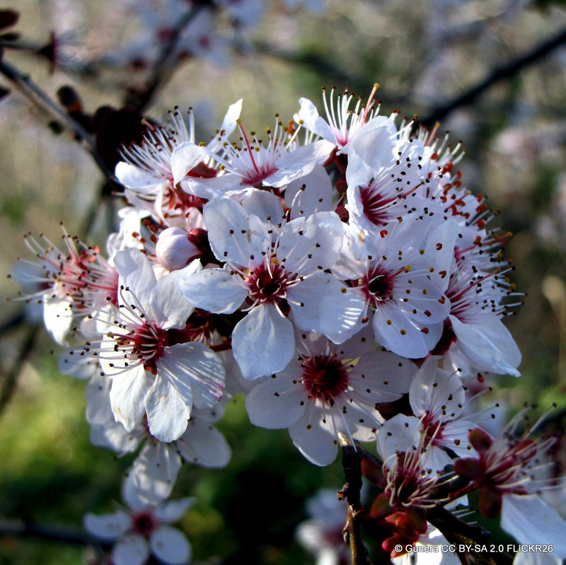 Prunus pissardi Nigra (Purple Leaved Plum) POTTED