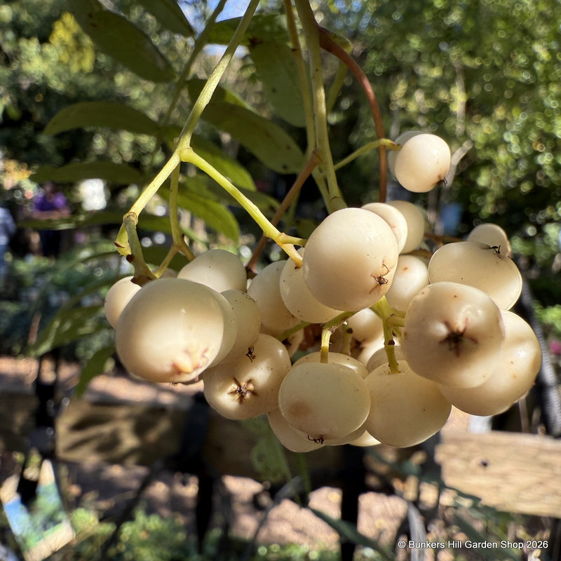 Sorbus 'Pink Pagoda' POTTED